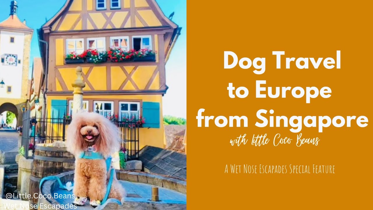 Dog-friendly Holidays By Train