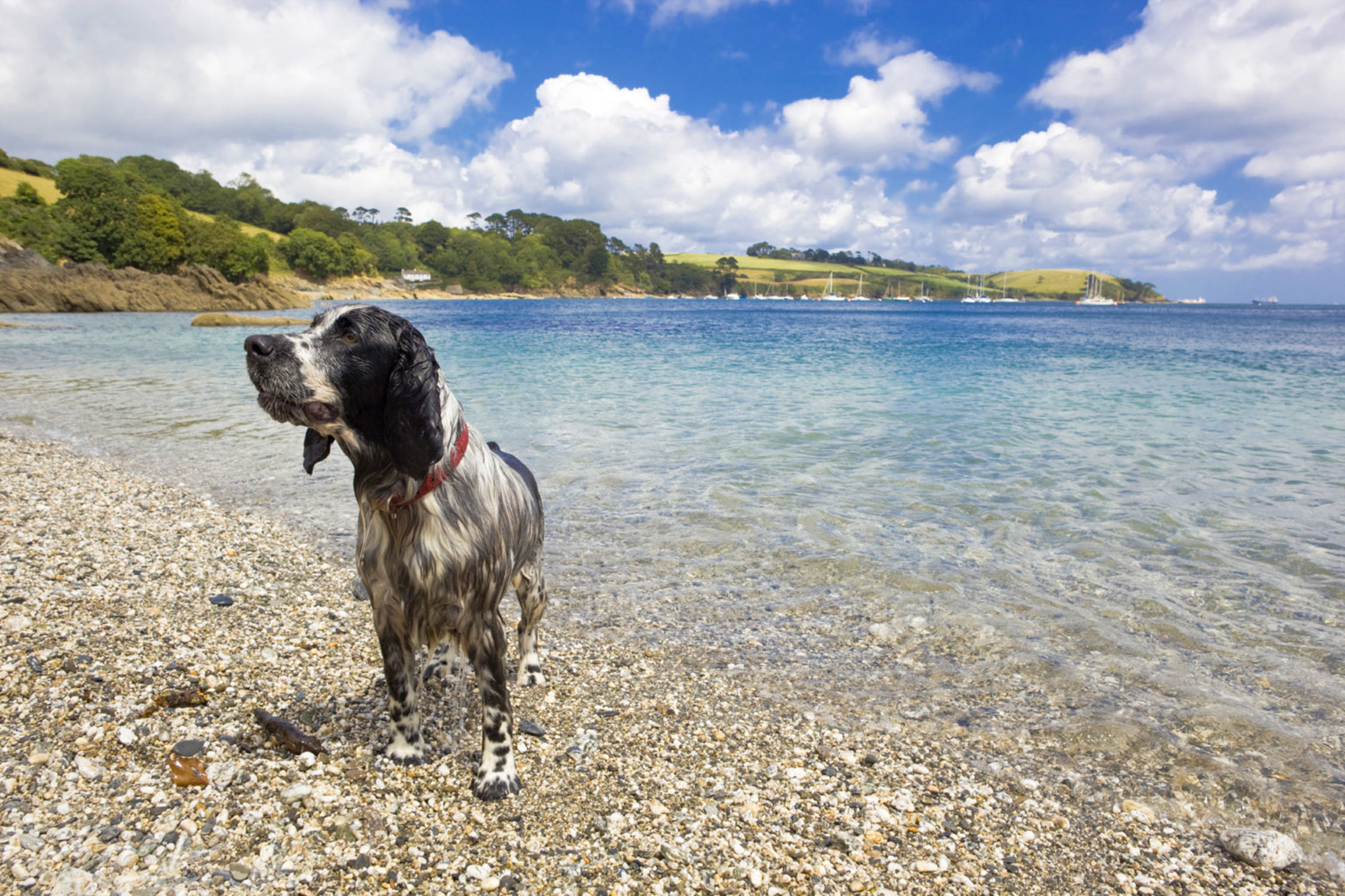 Best Dog Friendly Beaches Near Looe Best Dog Friendly Beaches Near Looe